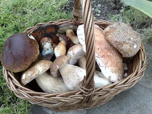 Klikni pro velký obrázek