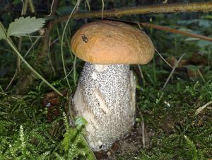 Klikni pro velký obrázek