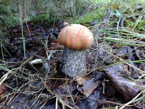 Klikni pro velký obrázek