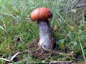 Klikni pro velký obrázek