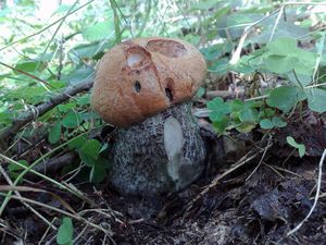 Klikni pro velký obrázek