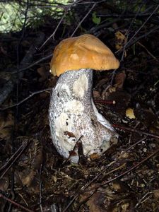 Klikni pro velký obrázek