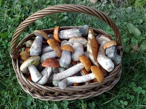 Klikni pro velký obrázek