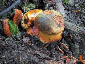 Klikni pro velký obrázek