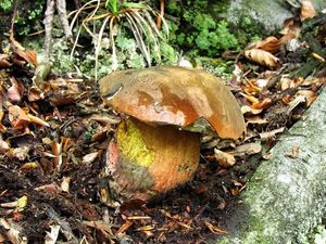 Klikni pro velký obrázek