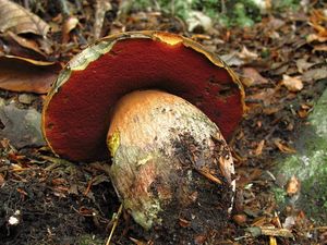 Klikni pro velký obrázek