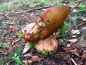 Klikni pro velký obrázek