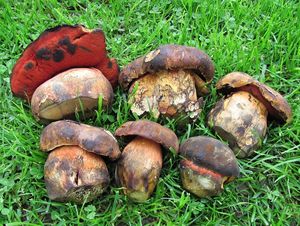 Klikni pro velký obrázek