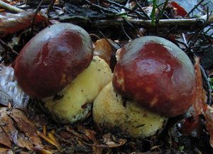 Klikni pro velký obrázek