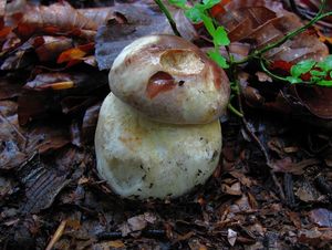 Klikni pro velký obrázek