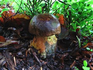 Klikni pro velký obrázek