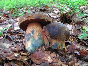 Klikni pro velký obrázek