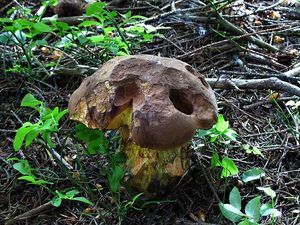 Klikni pro velký obrázek