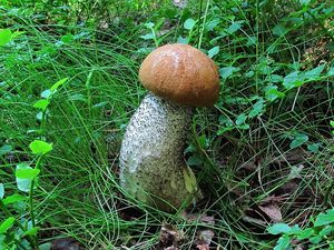 Klikni pro velký obrázek