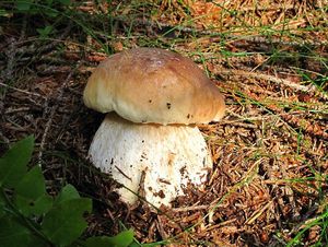 Klikni pro velký obrázek