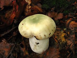 Klikni pro velký obrázek