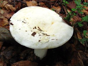 Klikni pro velký obrázek