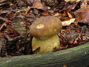 Klikni pro velký obrázek