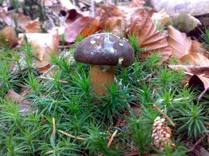 Klikni pro velký obrázek