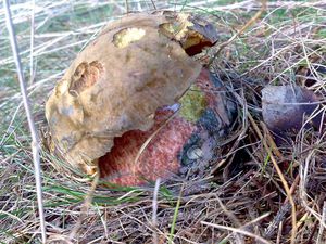 Klikni pro velký obrázek