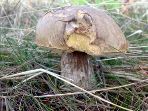 Klikni pro velký obrázek