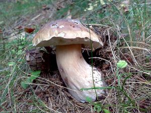 Klikni pro velký obrázek