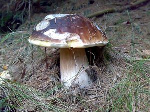 Klikni pro velký obrázek