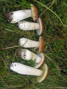 Klikni pro velký obrázek