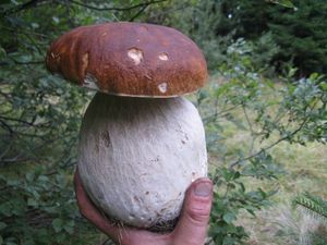 Klikni pro velký obrázek