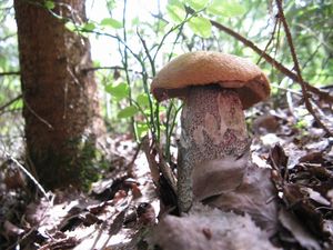 Klikni pro velký obrázek