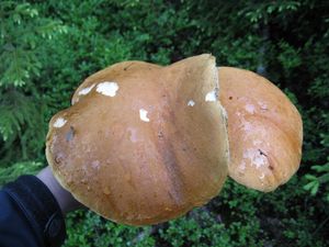 Klikni pro velký obrázek