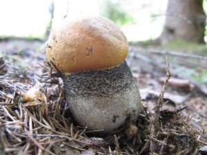 Klikni pro velký obrázek