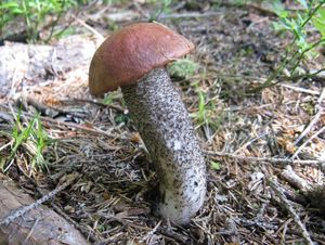 Klikni pro velký obrázek