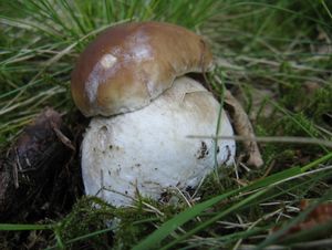 Klikni pro velký obrázek