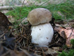 Klikni pro velký obrázek