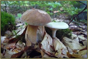 Klikni pro velký obrázek