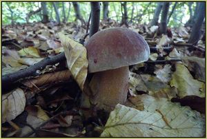 Klikni pro velký obrázek