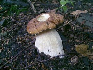 Klikni pro velký obrázek