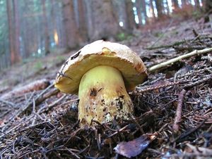 Klikni pro velký obrázek