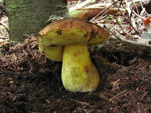 Klikni pro velký obrázek