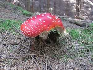 Klikni pro velký obrázek