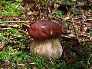 Klikni pro velký obrázek