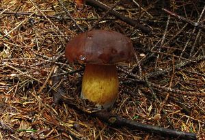 Klikni pro velký obrázek