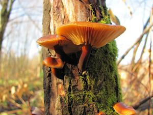 Klikni pro velký obrázek