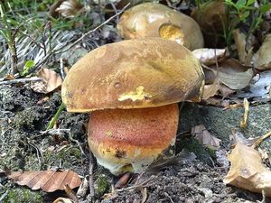 Klikni pro velký obrázek