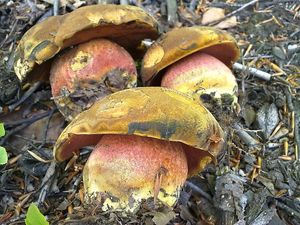 Klikni pro velký obrázek