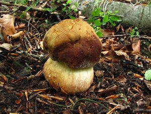 Klikni pro velký obrázek