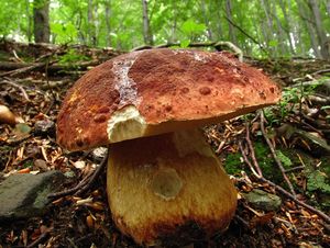 Klikni pro velký obrázek