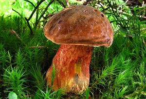 Klikni pro velký obrázek