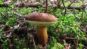 Klikni pro velký obrázek